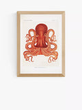 EAST END PRINTS Naturkundemuseum „Oktopus“ Gerahmter Druck
