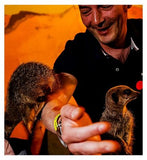 Activity Superstore Meet the Meerkats for Two