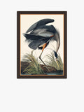 John Lewis John James Audubon Blaureiher-Kunstdruck, gerahmt, 77 x 57 cm, Grau/Mehrfarbig