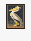 John Lewis, John James Audubon, „Amerikanischer Weißpelikan“, gerahmter Druck, 77 x 57 cm, Weiß