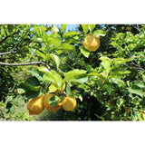 Weleda Natural Citrus Refreshing Bath Milk 200ml GOODS M&S