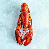 Royal Star Cooked Canadian Lobster