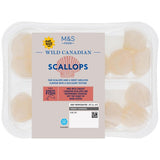 MS Wild Atlantic Scallops