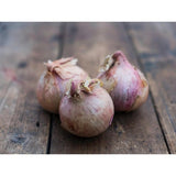 Natoora Roscoff Onions from Brittany