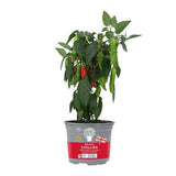 MS Potted Chillies