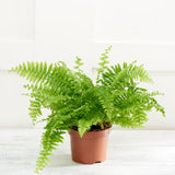 Sainsburys Green Plant Plant may vary