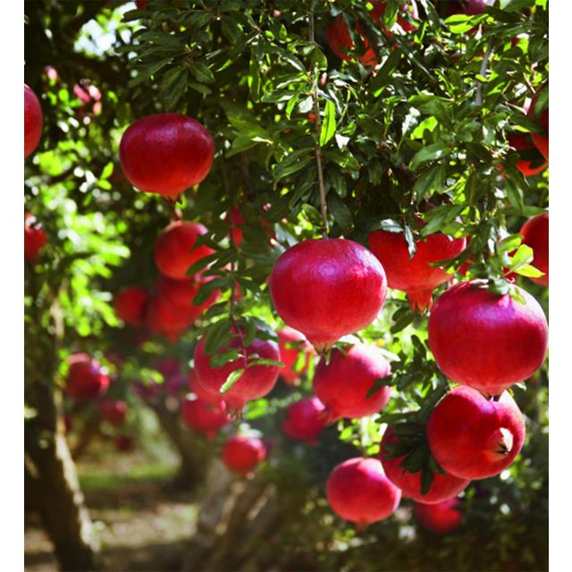 Weleda Pomegranate Inspire Creamy Vegan Body Wash 200ml GOODS M&S