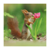 BBC Springwatch Red Squirrel Greeting Card - McGrocer