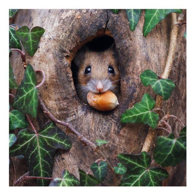 BBC Springwatch Wood Mouse Acorn Blank Card - McGrocer