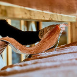 Daylesford Organic Irish Smoked Salmon 200g