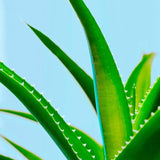 Maui Moisture Revive & Hydrate+ Shea Butter Hair Mask 340g