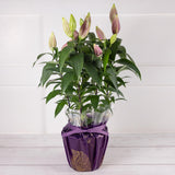 Oriental Lily