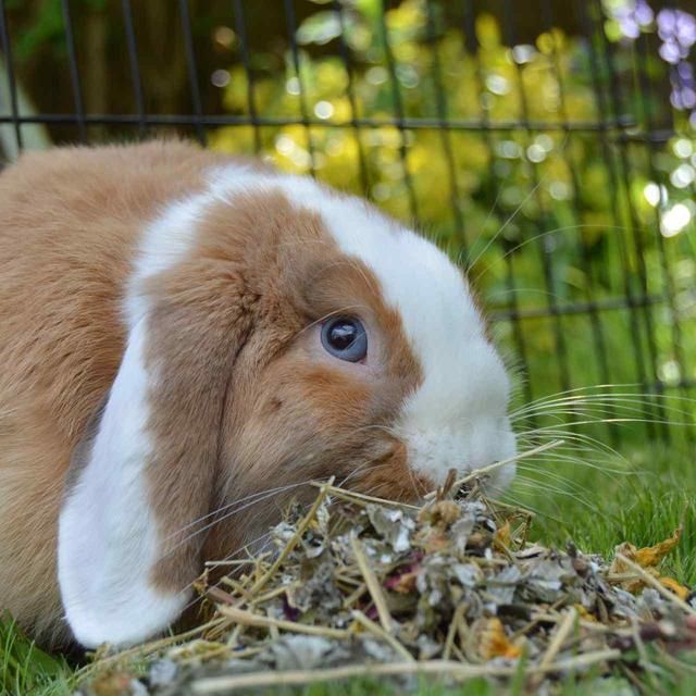 Rosewood Naturals Summer Harvest 150g