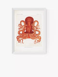 EAST END PRINTS Naturkundemuseum „Oktopus“ Gerahmter Druck