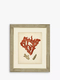 Brookpace Lascelles „Red Coral II“, gerahmter Druck mit Passepartout, 60 x 50 cm, Rot