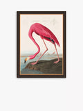 John Lewis John James Audubon „Amerikanischer Flamingo“, gerahmter Druck, 77 x 57 cm, Rosa