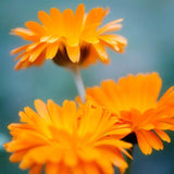 Weleda Baby Skin Protection Balm   30ml GOODS M&S   