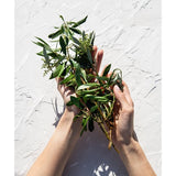 Korres Olive Blossom Pure Greek Olive Hand Creme