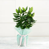 Sainsburys Orientalische Lilie