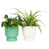 Die florale Kollektion Laub im Ständer