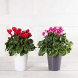 Sanisburys Small Indoor Cyclamen