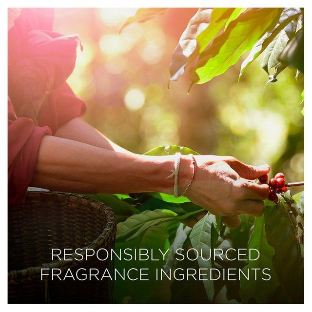 Airwick Botanica Reed Caribbean Vetiver & Sandalwood   80ml - McGrocer