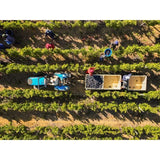 Babylonstoren Babel Red Blend   75cl - McGrocer