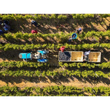 Babylonstoren Babel Red Blend   75cl - McGrocer