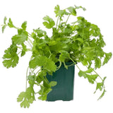 Ocado British Growing Coriander