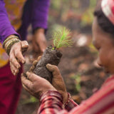 Pukka Organic Three Chamomile Tea 20 Home Compostable Herbal Tea Bags   20 per pack